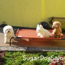 슈가독살롱 이미지