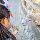 양산면민회관 | 강원도 평창 대관령 양떼목장 운영 시간 체험 9월 아이랑 나들이