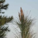 나무와 해(海) 이미지