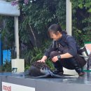 아쿠아 파크 | 도쿄 여행 추천 실내 코스, 맥셀 아쿠아파크 시나가와 돌고래쇼·물개쇼 후기