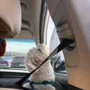 푼타하우스 | 서울 근교 애견카페 하남 '푼타하우스' 숲길 코스 10번 방문 찐 추천글