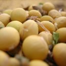 대두농장 이미지