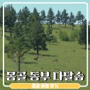 7월 여름 몽골여행 동부 다달솜 여정 후기