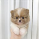 꽃강아지 이미지