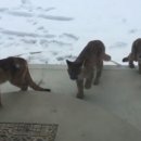 푸마농장 이미지