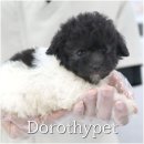 용봉농장 | 용봉지구강아지분양 동네에서도 인기가 많은 아가