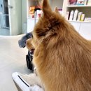 더에스동물병원 이미지