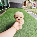 착한애견분양강아지 수원광교본점 이미지