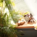 하루 (HAROO) 이미지