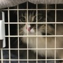 서공동물병원 이미지