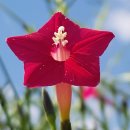 Glory Star 이미지