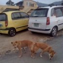 진도개사랑 이미지