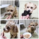 히피(HEEPY) | 강아지수제간식 히피 강아지답례품 애견간식선물 좋아요