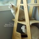 랙돌하우스 이미지