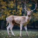 백년사슴 이미지