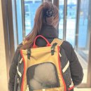 빵독 반려미용실 | 반려동물 펫부스 소노캄 고양 띵킹독 카페