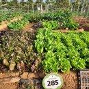 임병택 농장 이미지