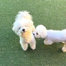 용인한빛중학교 | 수지애견유치원 헬로우버디 수지본점 등원 성향평가 셔틀 후기