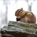 아기다람쥐 이미지