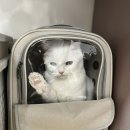 봄봄동물병원 | 고양이 건강검진 후기 | 봄봄동물병원