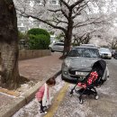 부산 벚꽃명소 "광안리 삼익비치" 이미지