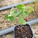 엘에프팜 이미지