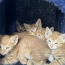 성정시장 이미지