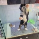 빼로독 강아지분양 의정부본점 이미지