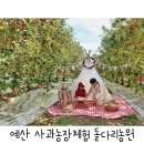 마교농장 | 예산 돌다리농원에서 아이와 사과체험 하고 온 후기