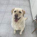 멍멍미용실 이미지