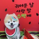 콩이네 이발소 이미지