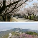 황령산 벚꽃길 이미지