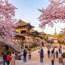 동큐(Q)칼국수3000원 | 경주 불국사 벚꽃시기 완벽 가이드! 겹벚꽃 명소와 주차 꿀팁