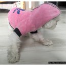 뿌띠펫 이미지
