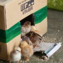 고노골농장 이미지