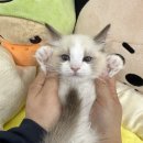 행복한집사 이미지