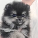 마마스미독 강아지분양 부산덕천점 이미지