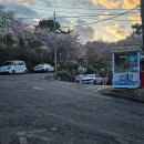 서가네오리 | 가야공원 오리고기집 추천, 벚꽃 보며 즐긴 서가네오리 오리불고기 후기