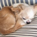 멍그니엘 애견호텔 서울강동점 이미지