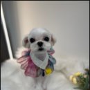 댕댕이 미용살롱 이미지