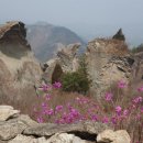 보성미가 이미지