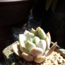 그린원 Daum카페