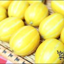 원예농협55번중매인
