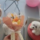 프리댕 이미지