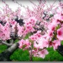 꽃길따라 이미지