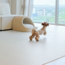 펫바이블 이미지