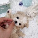 멍토피아 강아지분양 인천 본점 이미지