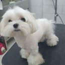 개멋지냥 이미지