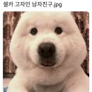 하얀강아지&고양이 이미지