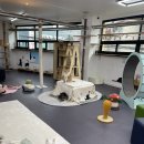 동물보육원 고양이 후원 카페 이미지